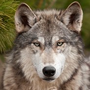 _WOLF_