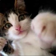 看什么看 你也是Acer