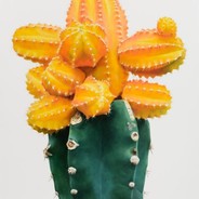 Cactuslover666