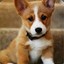 Corgi