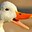 quack