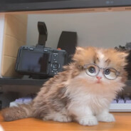 天才美少女草莓喵喵拳