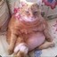 Meow