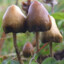 liberty caps