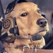 不关橙猫猫的事哦！