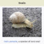 Snail