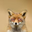 Stoned Fox