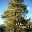 The_Larch