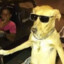 dogLOKO