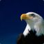 Aigle