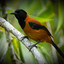 Crested Pitohui