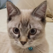 くまごろう
