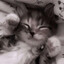 Sofiya Not_Bober :)