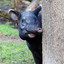 TaPir