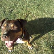 {: NORTHERN PUFFER :}