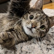 КОТ БОРИС