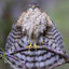 Accipiter