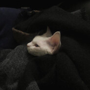 Осенний листопад.