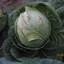 Evil cabbage