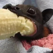 Schnörrp