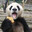 Panda暁