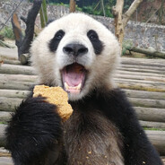 Panda暁