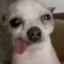 evilbeanerwiener506