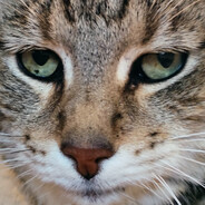 HOFFI