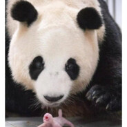 天才熊猫掉掉掉