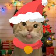 一只不哈人的猫