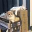 猫之呼吸