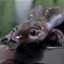 Maoist Salamander
