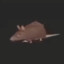 rat