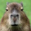 AGrumpyCapybara