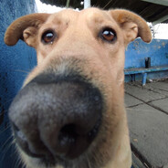 アルトゥシュキをファ