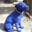 My dog is blue