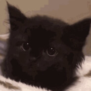 котёнок