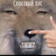 Снюсовый лис