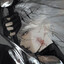 ★Nephis★