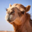 Camel_Nomad