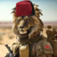 Moroccan Lion