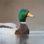 The Gaming Mallard