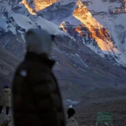 叶落春来又逢君