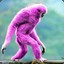 Pink_banana_god