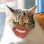 meow