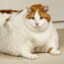 Meow