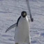President Vladimir Pingu