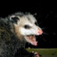 Pickled Opossum Pecker