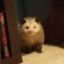 Possum