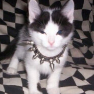 ，你会唱恭喜发财吗